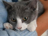 Disponible à l'adoption, chats âgés de 4 ans
