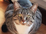 Prêt pour l'adoption, chat tigré