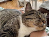 Prêt pour l'adoption, chat tigré