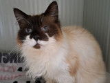 Chat Sacré de Birmanie de 5 ans à accueillir
