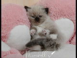 Femelle Seal point Mitted mimidoll.s disponible novembre