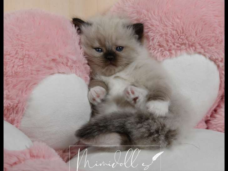 Femelle Seal point Mitted mimidoll.s disponible novembre