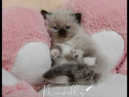 Femelle Seal point Mitted mimidoll.s disponible novembre