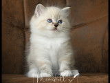 Mâle bleu tabby point mitted mimidoll.s disponible fin septembre