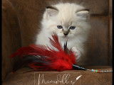 Chatons Ragdoll LOOF de haute sélection à vendre