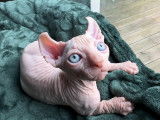 Chaton Sphynx-Elf à vendre