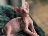 Chaton Sphynx-Elf à vendre