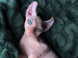 Chaton Sphynx-Elf à vendre