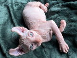 Chaton Sphynx-Elf à vendre