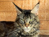 Chatons maine coon loof - prestigieuses origines- non stérilisés