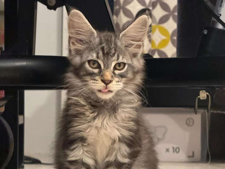 Chatons maine coon loof - prestigieuses origines- non stérilisés