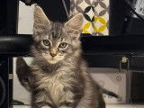 Chatons maine coon loof - prestigieuses origines- non stérilisés