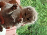 Chatons de race Scottish Fold à vendre (4 femelles & 2 mâles)