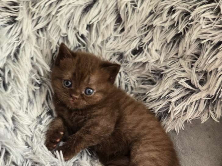 Chatons de race Scottish Fold à vendre (4 femelles & 2 mâles)