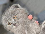 Chatons de race Scottish Fold à vendre (4 femelles & 2 mâles)