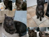 Chat noir adulte en attente d'adoption