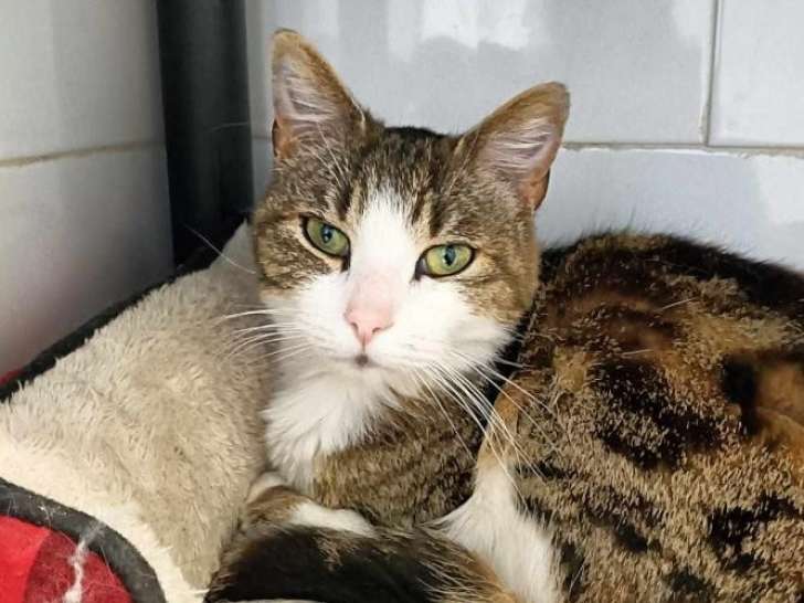 Chatte tigrée en attente d'adoption