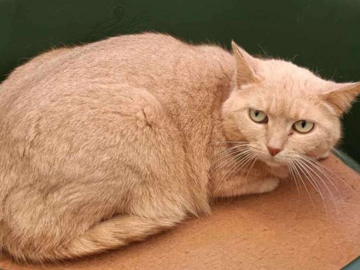 Chatte à adopter