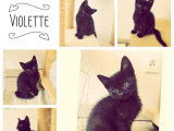 Chatonne noire en attente d'adoption