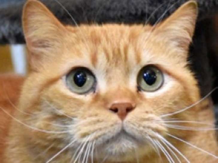 Chat roux  adulte à adopter