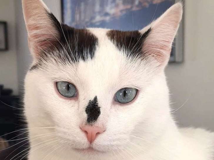 Chat adulte à la recherche d'un foyer