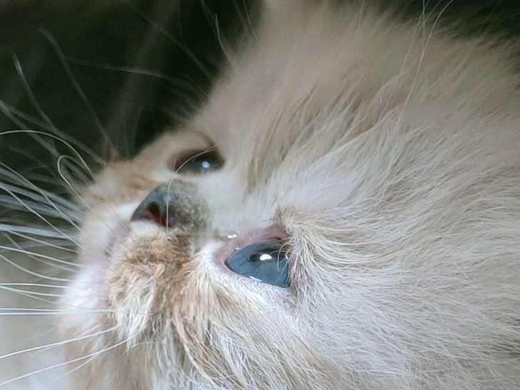 Chatons Persan et Exotic Shorthair à vendre
