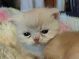Chatons Persan et Exotic Shorthair à vendre