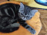Chatons Persan et Exotic Shorthair à vendre
