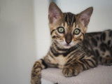 Magnifique chaton femelle Bengal LOOF à réserver