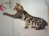 Magnifique chaton femelle Bengal LOOF à réserver