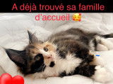 Chatons Maine Coon LOOF à vendre