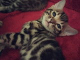 Chatons Bengal LOOF à réserver