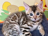 Chatons Bengal LOOF à réserver