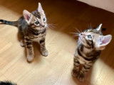 Chatons Bengal LOOF à réserver