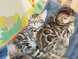 Chatons Bengal LOOF à réserver