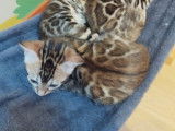 Chatons Bengal LOOF à réserver