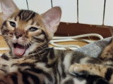 Chatons Bengal LOOF à réserver