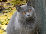 Chatonnes Chartreux &agrave; vendre