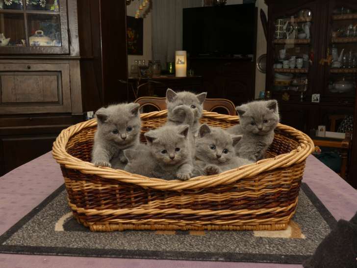 Chatonnes Chartreux à vendre