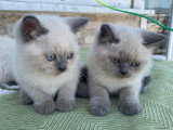 Chatons british à vendre