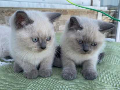 Chatons british à vendre