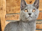 Magnifique chatons Chartreux LOOF &agrave; vendre