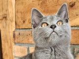 Magnifique chatons Chartreux LOOF &agrave; vendre