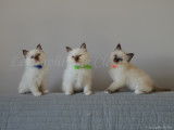 Les trois chatons de Tokio