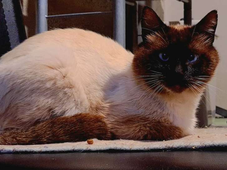 Azur, chat à adopter avec Maizi
