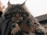 Maine Coon Loof