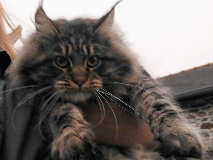 Maine Coon Loof