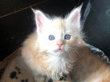 Chatons Maine Coon de pure race &agrave; vendre