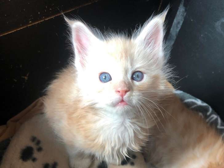 Chatons Maine Coon de pure race à vendre