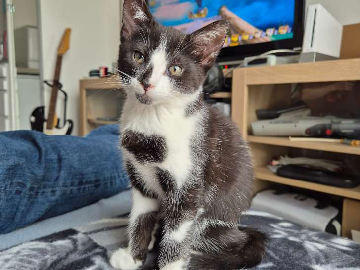 Cherche mâle à poil long pour saillie